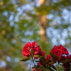 Crown of Red Rhododendrons.jpg