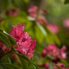 Dark Pink Rhododendron To order a print please email me at  Mike Reid Photography : flower, flowers, floral, bloom, blooms, spring, print on canvas, thin depth of field, art, flower art, rhododendrons, arboretum, canon flowers, 1.2 flowers