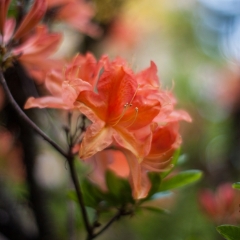 Delicate Orange Blooms To order a print please email me at  Mike Reid Photography : flower, flowers, floral, bloom, blooms, spring, print on canvas, thin depth of field, art, flower art, rhododendrons, arboretum, canon flowers, 1.2 flowers