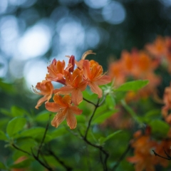 Delicate Orange Blossoms To order a print please email me at  Mike Reid Photography : flower, flowers, floral, bloom, blooms, spring, print on canvas, thin depth of field, art, flower art, rhododendrons, arboretum, canon flowers, 1.2 flowers, fine art flower prints, flower photography