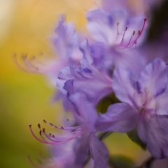Delicate Violet Dreamy To order a print please email me at  Mike Reid Photography : flower, flowers, floral, bloom, blooms, spring, print on canvas, thin depth of field, art, flower art, rhododendrons, arboretum, canon flowers, 1.2 flowers, fine art flower prints, flower photography