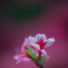 Dreamy Pink Azaleas Blooms To order a print please email me at  Mike Reid Photography : flower, flowers, floral, bloom, blooms, spring, print on canvas, thin depth of field, art, flower art, rhododendrons, arboretum, canon flowers, 1.2 flowers, fine art flower prints, flower photography, bokeh, zeiss, depth of field