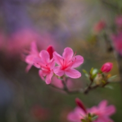 Ethereal Rhododendron Blooms.jpg