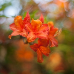Impressionist Blossoms To order a print please email me at  Mike Reid Photography : flower, flowers, floral, bloom, blooms, spring, print on canvas, thin depth of field, art, flower art, rhododendrons, arboretum, canon flowers, 1.2 flowers