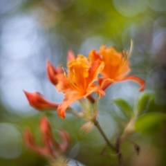 Intricate Beautiful Orange Blossoms To order a print please email me at  Mike Reid Photography : flower, flowers, floral, bloom, blooms, spring, print on canvas, thin depth of field, art, flower art, rhododendrons, arboretum, canon flowers, 1.2 flowers