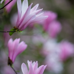 Magnolia Flowers Cascading To order a print please email me at  Mike Reid Photography : flower, flowers, floral, bloom, blooms, spring, print on canvas, thin depth of field, art, flower art, rhododendrons, arboretum, canon flowers, 1.2 flowers, fine art flower prints, flower photography