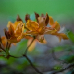 Near the Ground To order a print please email me at  Mike Reid Photography : flower, flowers, floral, bloom, blooms, spring, print on canvas, thin depth of field, art, flower art, rhododendrons, arboretum, canon flowers, 1.2 flowers, fine art flower prints, flower photography