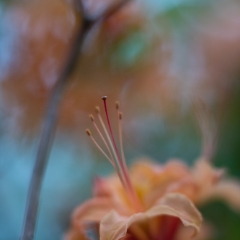 Orange Azaleas Bokeh Flowers Photography To order a print please email me at  Mike Reid Photography : flower, flowers, floral, bloom, blooms, spring, print on canvas, thin depth of field, art, flower art, rhododendrons, arboretum, canon flowers, 1.2 flowers, fine art flower prints, flower photography, bokeh, zeiss, depth of field