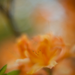 Orange Bloom Dream To order a print please email me at  Mike Reid Photography : flower, flowers, floral, bloom, blooms, spring, print on canvas, thin depth of field, art, flower art, rhododendrons, arboretum, canon flowers, 1.2 flowers, fine art flower prints, flower photography