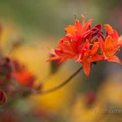 Orange Rhododendron Print on Canvas To order a print please email me at  Mike Reid Photography : flower, flowers, floral, bloom, blooms, spring, print on canvas, thin depth of field, art, flower art, rhododendrons, arboretum, canon flowers, 1.2 flowers, fine art flower prints, flower photography