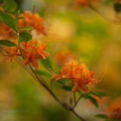 Orange Rhododendrons Arboretum To order a print please email me at  Mike Reid Photography : flower, flowers, floral, bloom, blooms, spring, print on canvas, thin depth of field, art, flower art, rhododendrons, arboretum, canon flowers, 1.2 flowers, fine art flower prints, flower photography