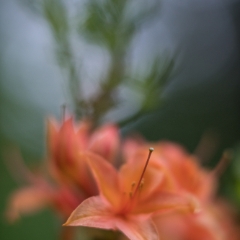 Orange Soft Azaleas To order a print please email me at  Mike Reid Photography : flower, flowers, floral, bloom, blooms, spring, print on canvas, thin depth of field, art, flower art, rhododendrons, arboretum, canon flowers, 1.2 flowers, fine art flower prints, flower photography, bokeh, zeiss, depth of field