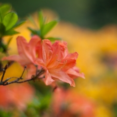 Orange with Yellow Behind To order a print please email me at  Mike Reid Photography : flower, flowers, floral, bloom, blooms, spring, print on canvas, thin depth of field, art, flower art, rhododendrons, arboretum, canon flowers, 1.2 flowers