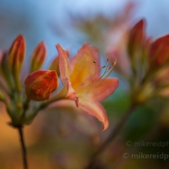 Painterly Blooms To order a print please email me at  Mike Reid Photography : flower, flowers, floral, bloom, blooms, spring, print on canvas, thin depth of field, art, flower art, rhododendrons, arboretum, canon flowers, 1.2 flowers