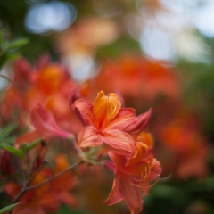 Painterly Orange Blooms To order a print please email me at  Mike Reid Photography : flower, flowers, floral, bloom, blooms, spring, print on canvas, thin depth of field, art, flower art, rhododendrons, arboretum, canon flowers, 1.2 flowers