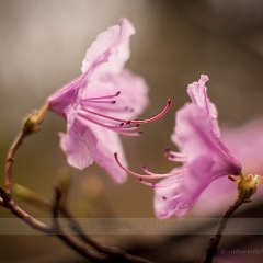 Pair of Blooms To order a print please email me at  Mike Reid Photography : flower, flowers, floral, bloom, blooms, spring, print on canvas, thin depth of field, art, flower art, rhododendrons, arboretum, canon flowers, 1.2 flowers, fine art flower prints, flower photography