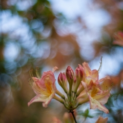 Peach Rhododendrons Cluster To order a print please email me at  Mike Reid Photography : flower, flowers, floral, bloom, blooms, spring, print on canvas, thin depth of field, art, flower art, rhododendrons, arboretum, canon flowers, 1.2 flowers