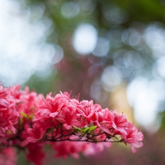 Pink Azaleas Branch.jpg