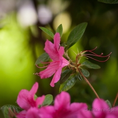 Pink Rhododendron Bokeh To order a print please email me at  Mike Reid Photography : flower, flowers, floral, bloom, blooms, spring, print on canvas, thin depth of field, art, flower art, rhododendrons, arboretum, canon flowers, 1.2 flowers, fine art flower prints, flower photography
