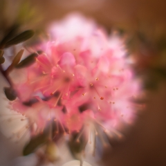 Pink Rhododendron Dream.jpg