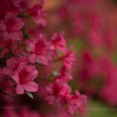Pink Rhododendron Fine Art Prints To order a print please email me at  Mike Reid Photography : flower, flowers, floral, bloom, blooms, spring, print on canvas, thin depth of field, art, flower art, rhododendrons, arboretum, canon flowers, 1.2 flowers, fine art flower prints, flower photography