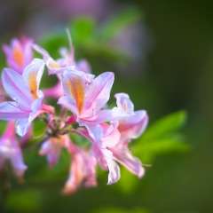 Pink and White Cluster of Azaleas.jpg