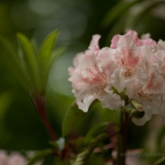 Pinkish White Rhodies To order a print please email me at  Mike Reid Photography : flower, flowers, floral, bloom, blooms, spring, print on canvas, thin depth of field, art, flower art, rhododendrons, arboretum, canon flowers, 1.2 flowers, fine art flower prints, flower photography