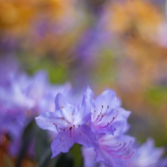 Purple Pastels Azaleas To order a print please email me at  Mike Reid Photography : flower, flowers, floral, bloom, blooms, spring, print on canvas, thin depth of field, art, flower art, rhododendrons, arboretum, canon flowers, 1.2 flowers, fine art flower prints, flower photography
