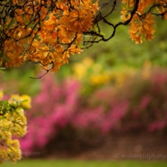 Rainbow of Rhododendrons To order a print please email me at  Mike Reid Photography : flower, flowers, floral, bloom, blooms, spring, print on canvas, thin depth of field, art, flower art, rhododendrons, arboretum, canon flowers, 1.2 flowers, fine art flower prints, flower photography