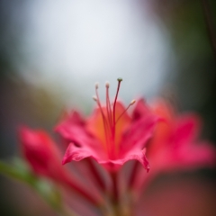 Red Azaleas Stamens To order a print please email me at  Mike Reid Photography : flower, flowers, floral, bloom, blooms, spring, print on canvas, thin depth of field, art, flower art, rhododendrons, arboretum, canon flowers, 1.2 flowers, fine art flower prints, flower photography, bokeh, zeiss, depth of field
