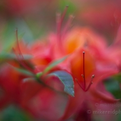 Rhododendron Dreams  This is just so much beauty and color to me.  I love rhodie and azalea season at the Arboretum To order a print please email me at  Mike Reid Photography : flower, flowers, floral, bloom, blooms, spring, print on canvas, thin depth of field, art, flower art, rhododendrons, arboretum, canon flowers, 1.2 flowers