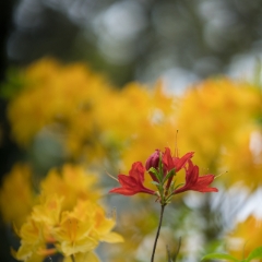 Rhododendron and Azaleas Photography A Solitary Red Bloom.jpg