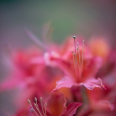 Rhododendron and Azaleas Photography Beautiful Closeup Details To order a print please email me at  Mike Reid Photography : Flower, flowers, floral, floral photography, thin dof, abstract photography, beauty, poetic, zeiss, reid, beautiful flowers, stunning, colorful, botanical, clivia, thin depth of field, macro, flower macro, dahlia, dahlias