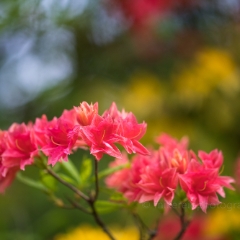 Rhododendron and Azaleas Photography Dark Pink Beauties To order a print please email me at  Mike Reid Photography : Flower, flowers, floral, floral photography, thin dof, abstract photography, beauty, poetic, zeiss, reid, beautiful flowers, stunning, colorful, botanical, clivia, thin depth of field, macro, flower macro, dahlia, dahlias
