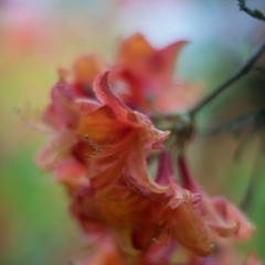 Rhododendron and Azaleas Photography Dusky Orange Blooms.jpg