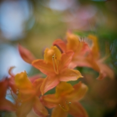 Rhododendron and Azaleas Photography Exbury Colors To order a print please email me at  Mike Reid Photography : Flower, flowers, floral, floral photography, thin dof, abstract photography, beauty, poetic, zeiss, reid, beautiful flowers, stunning, colorful, botanical, clivia, thin depth of field, macro, flower macro, dahlia, dahlias