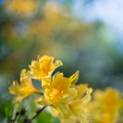 Rhododendron and Azaleas Photography Golden .jpg