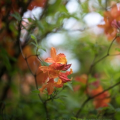 Rhododendron and Azaleas Photography Orange Blossoms and Branches.jpg