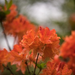 Rhododendron and Azaleas Photography Orange Delicate Blossoms To order a print please email me at  Mike Reid Photography : Flower, flowers, floral, floral photography, thin dof, abstract photography, beauty, poetic, zeiss, reid, beautiful flowers, stunning, colorful, botanical, clivia, thin depth of field, macro, flower macro, dahlia, dahlias