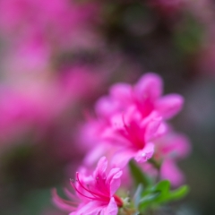 Rhododendron and Azaleas Photography Pink and Flowers.jpg