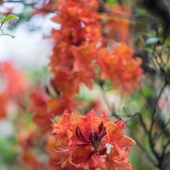 Rhododendron and Azaleas Photography Rich Colors.jpg