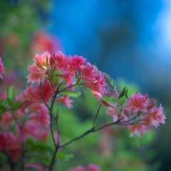 Rhododendron and Azaleas Photography Soft Pink Light.jpg