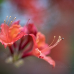 Rhododendron and Azaleas Photography Two Blooms Closeup.jpg
