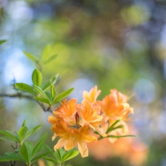 Rhododendron and Azaleas Photography Yellow Blooms Details.jpg