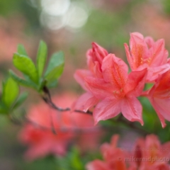 Rich Pink Flowers To order a print please email me at  Mike Reid Photography : flower, flowers, floral, bloom, blooms, spring, print on canvas, thin depth of field, art, flower art, rhododendrons, arboretum, canon flowers, 1.2 flowers