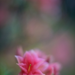 Single Pink Red Azaleas Bloom To order a print please email me at  Mike Reid Photography : flower, flowers, floral, bloom, blooms, spring, print on canvas, thin depth of field, art, flower art, rhododendrons, arboretum, canon flowers, 1.2 flowers, fine art flower prints, flower photography, bokeh, zeiss, depth of field