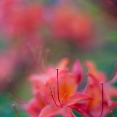 Soft Dreamy Rhododendrons To order a print please email me at  Mike Reid Photography : flower, flowers, floral, bloom, blooms, spring, print on canvas, thin depth of field, art, flower art, rhododendrons, arboretum, canon flowers, 1.2 flowers