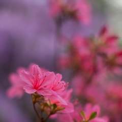 Soft Focus Rhododendrons To order a print please email me at  Mike Reid Photography : flower, flowers, floral, bloom, blooms, spring, print on canvas, thin depth of field, art, flower art, rhododendrons, arboretum, canon flowers, 1.2 flowers, fine art flower prints, flower photography