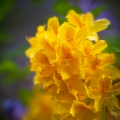 Soft Golden Yellow Cluster of Azaleas.jpg