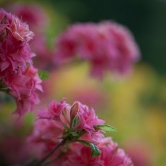 Soft Pink Blooms.jpg